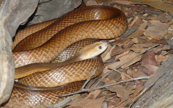 HD desktop wallpaper featuring a close-up of a taipan snake coiled on dry leaves, showcasing its textured scales and natural earthy tones.