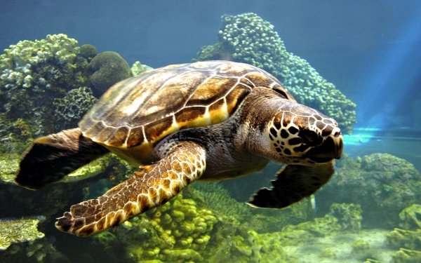 Animal Turtle Sea Turtle Underwater HD Wallpaper | Background Image