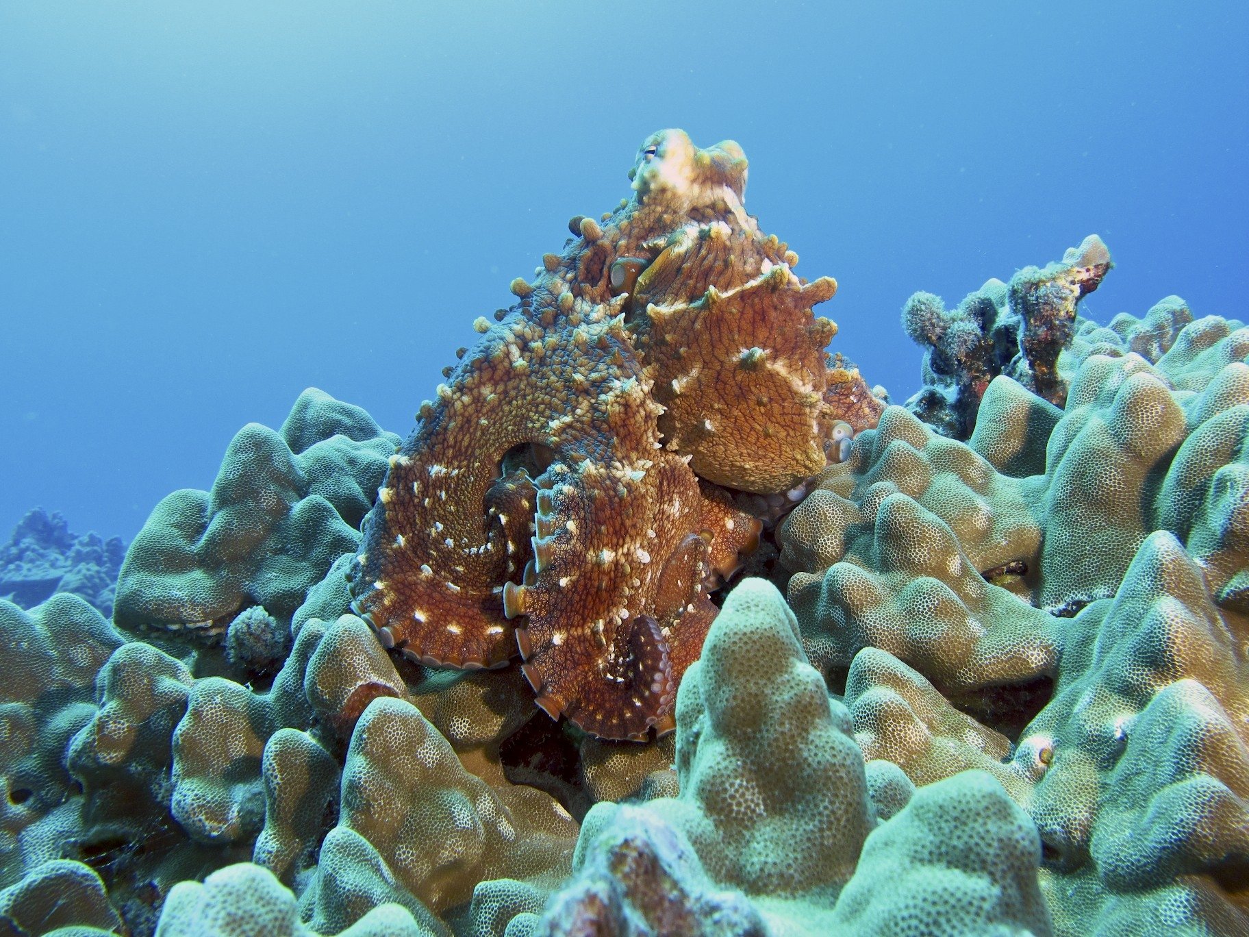 Download Animal Octopus Wallpaper