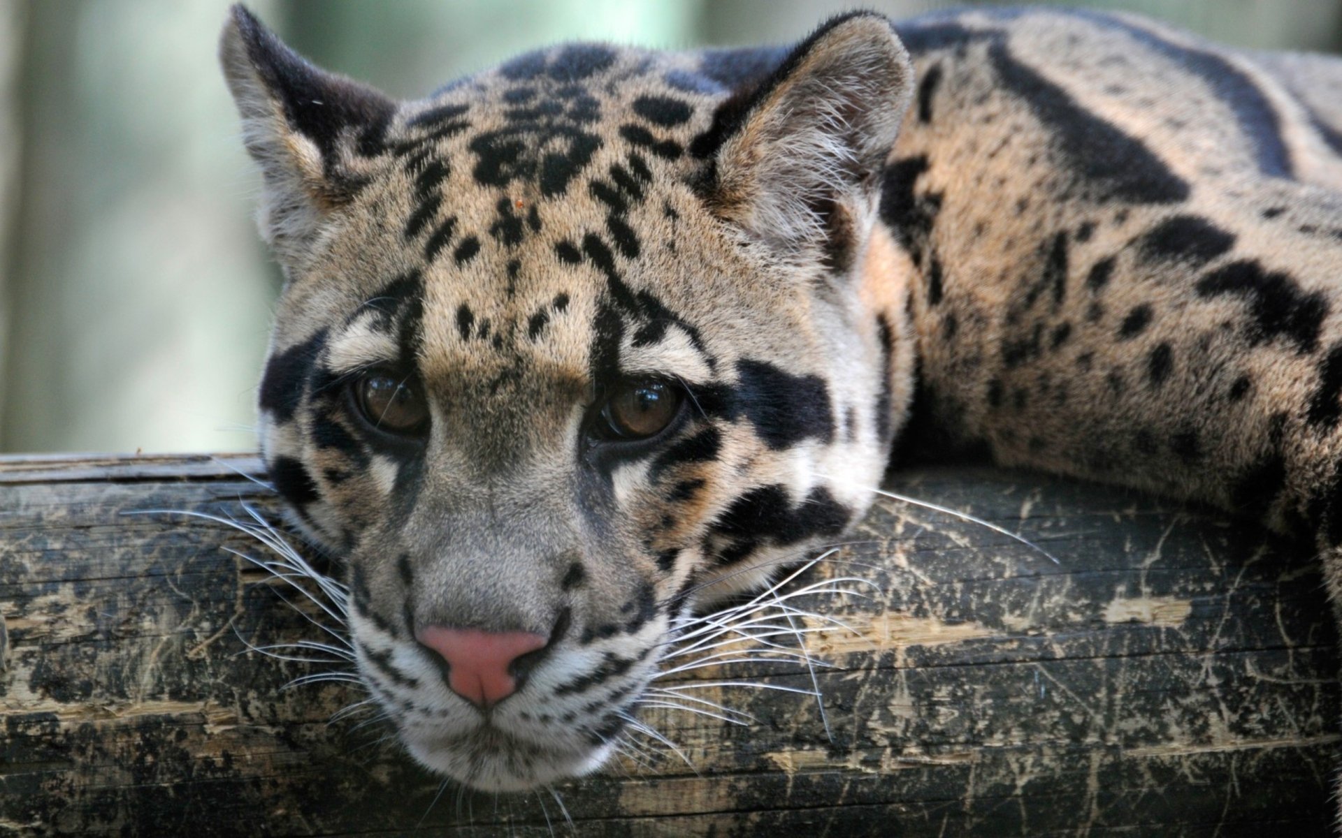 Close-up of a clouded leopard resting on a log, captured in high definition for a PC desktop wallpaper and background.