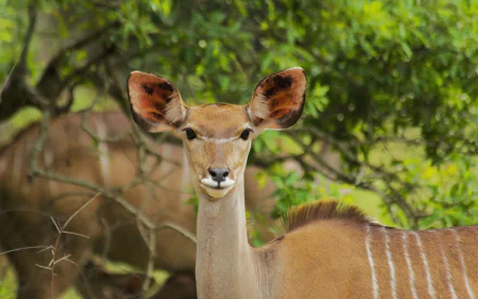 Kudu Animal HD Desktop Wallpaper | Background Image