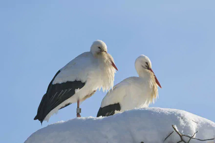 4K Ultra HD PC desktop wallpaper: two white stork animals perched on a snow-covered branch against a clear blue sky.