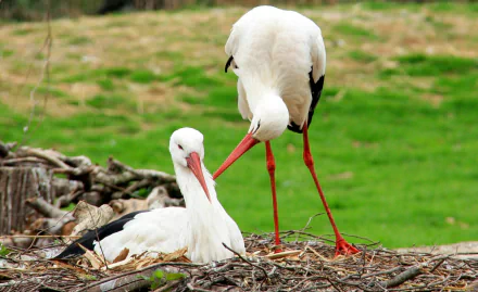 HD PC desktop wallpaper showing two white storks at a nest—one sitting, one standing and touching beaks against a soft green background.