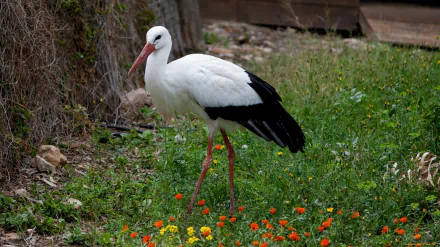 HD PC desktop wallpaper featuring a white stork standing on green grass with scattered orange and yellow flowers in a natural outdoor setting.
