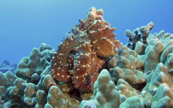 Animal octopus HD Desktop Wallpaper | Background Image
