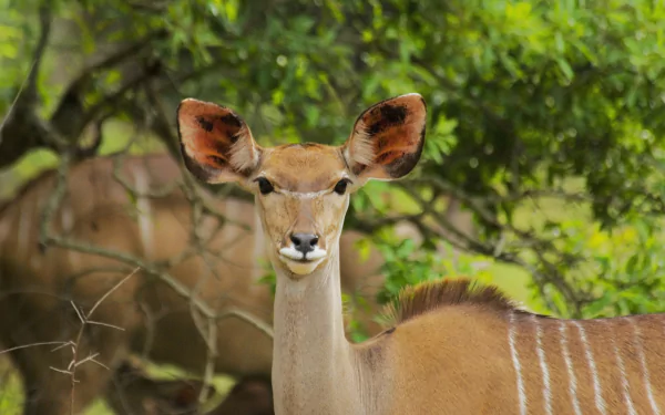 Kudu Animal HD Desktop Wallpaper | Background Image