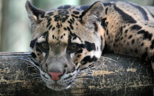 Close-up of a clouded leopard resting on a log, captured in high definition for a PC desktop wallpaper and background.