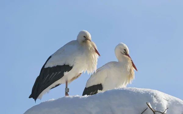 4K Ultra HD PC desktop wallpaper: two white stork animals perched on a snow-covered branch against a clear blue sky.