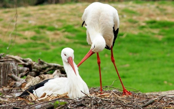 Animal White stork Birds Storks HD Wallpaper | Background Image