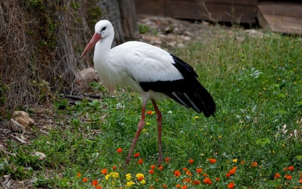 Animal White stork Birds Storks HD Wallpaper | Background Image