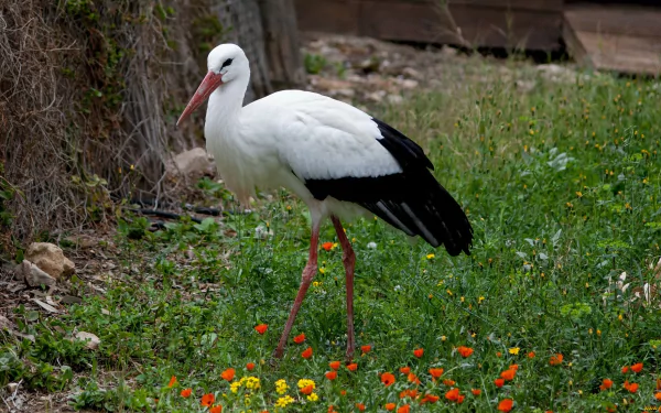 HD PC desktop wallpaper featuring a white stork standing on green grass with scattered orange and yellow flowers in a natural outdoor setting.