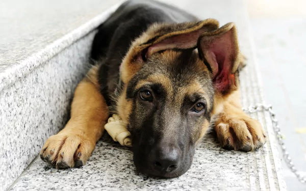 HD desktop wallpaper featuring a young German Shepherd lying on steps, looking directly at the camera with attentive eyes.