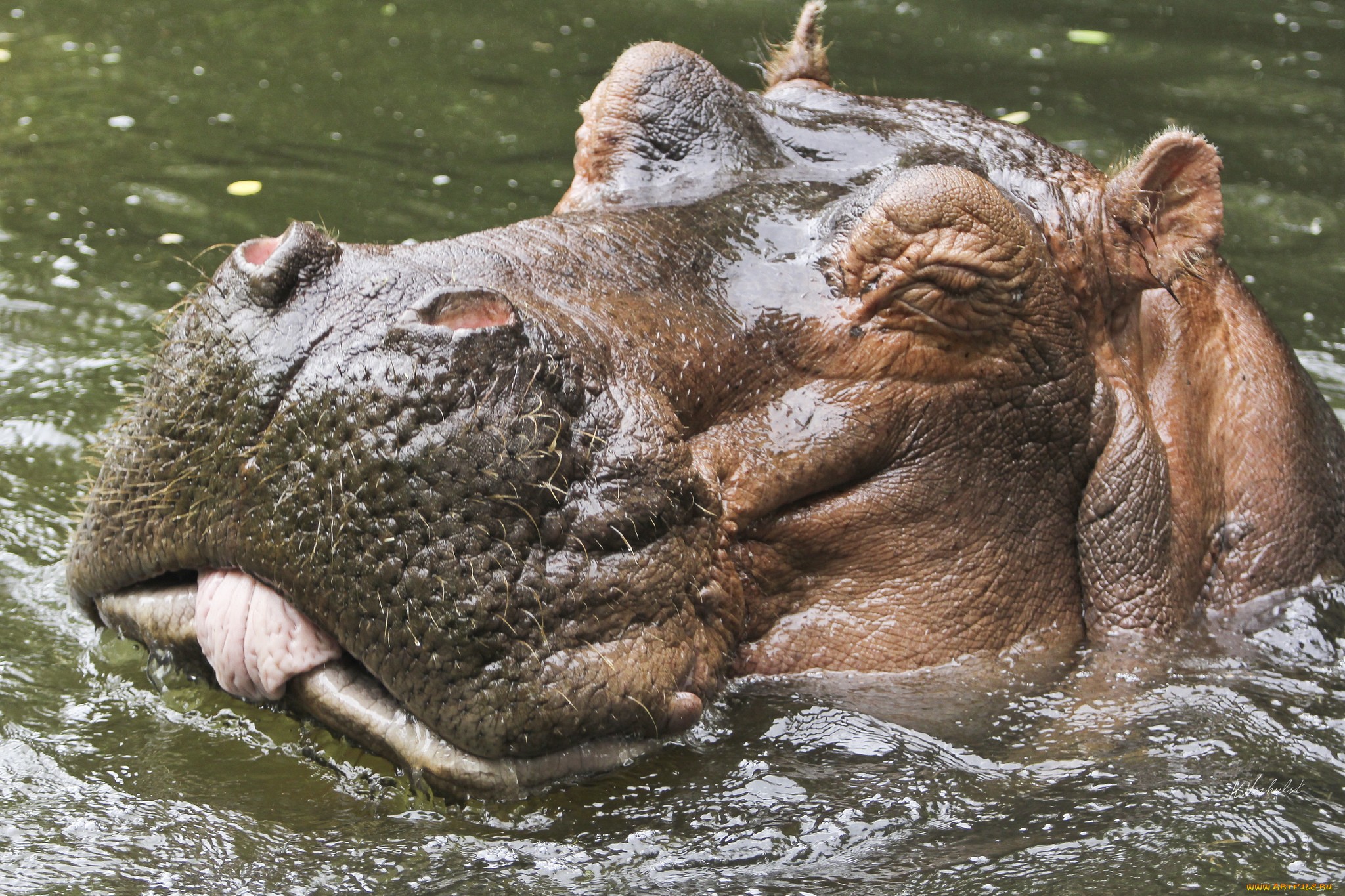 Hippo HD Wallpaper | Background Image | 2048x1365