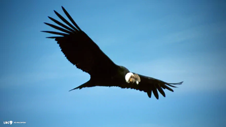 HD PC desktop wallpaper of a majestic condor (bird, animal) gliding against a clear blue sky.