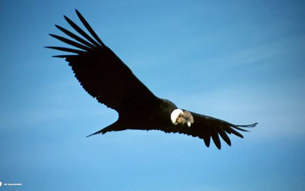 bird Animal condor HD Desktop Wallpaper | Background Image