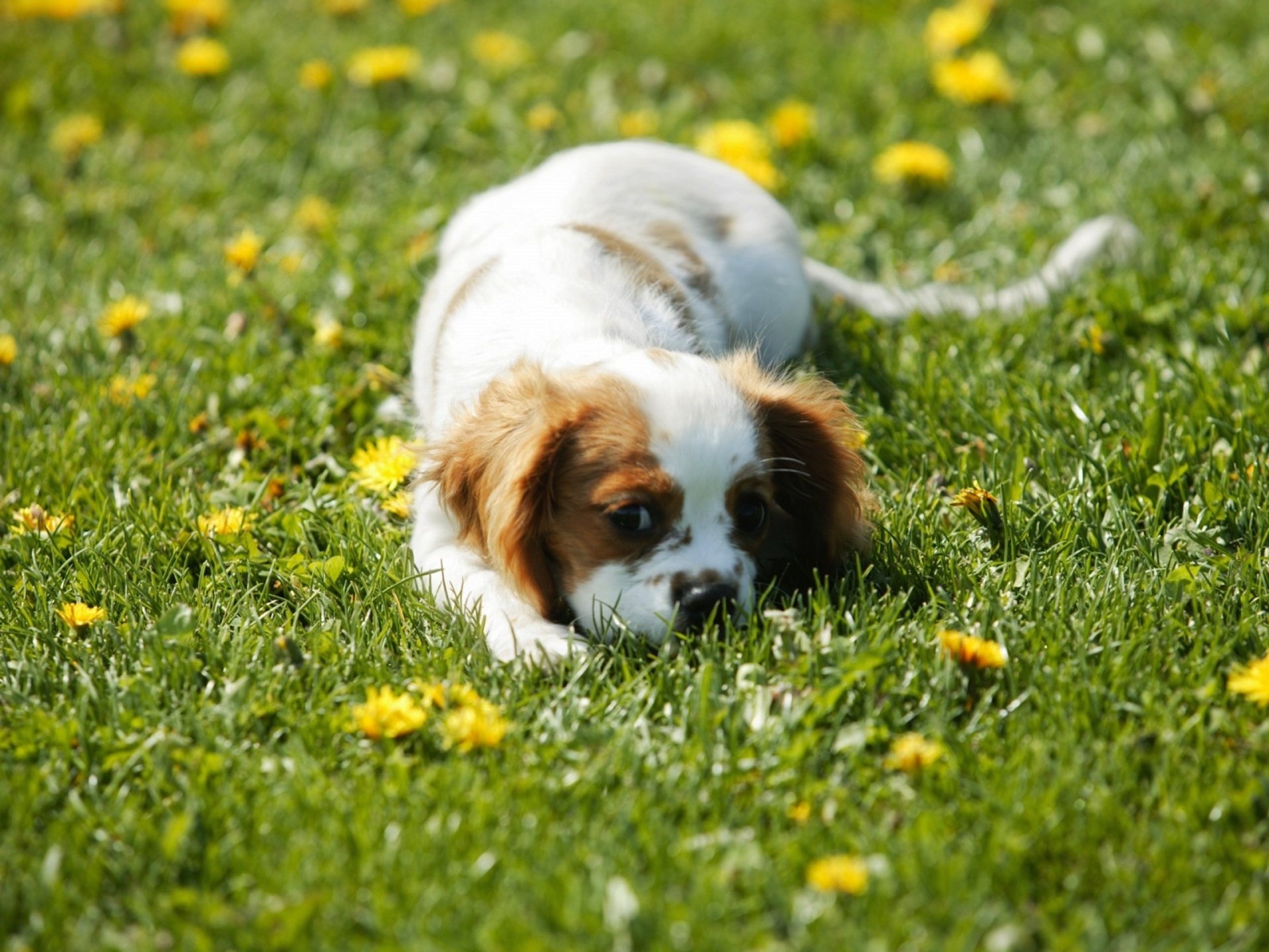 Download Spaniel Animal Puppy HD Wallpaper