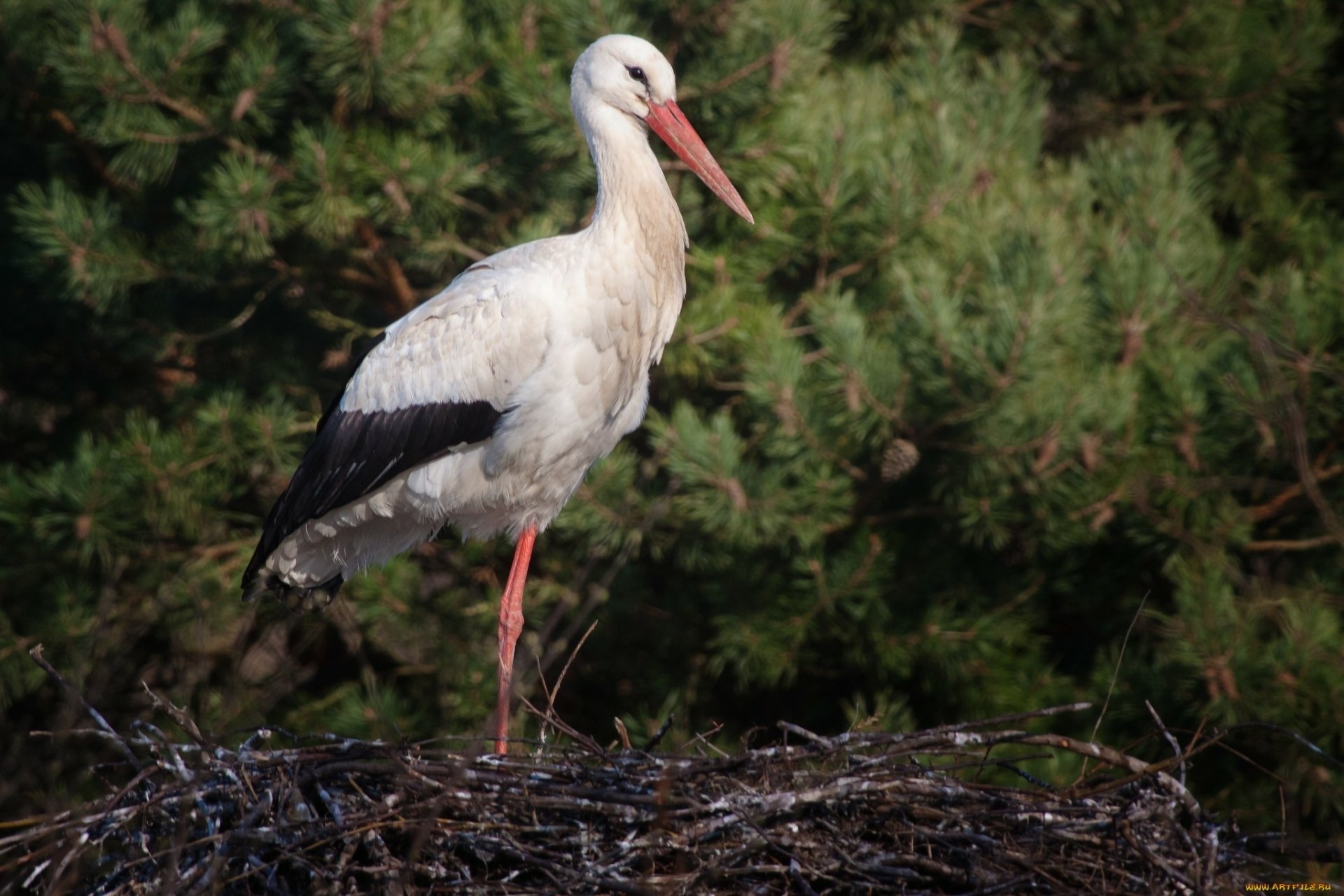 HD desktop wallpaper featuring a white stork standing on a nest with a green forest background.