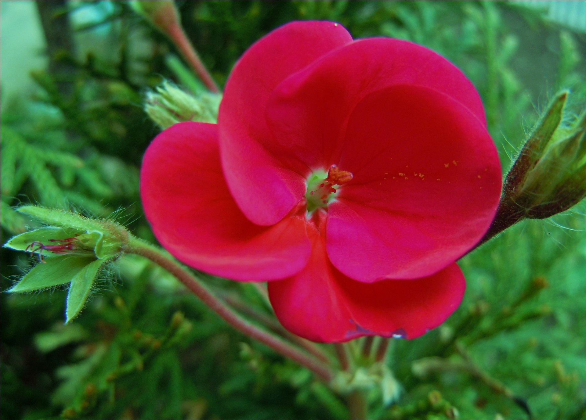 Close-up of a vivid magenta-red geranium bloom against soft green foliage — nature, flower; 4K Ultra HD PC desktop wallpaper and background.
