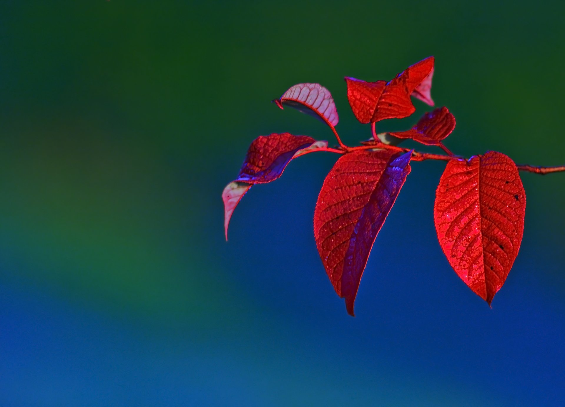 Download Nature Leaf HD Wallpaper