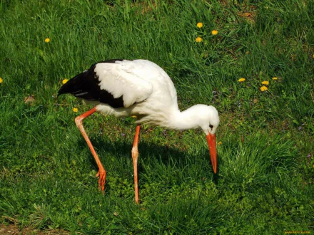 HD PC desktop wallpaper showing an animal, a white stork with black wings and long orange legs and bill probing green grass dotted with yellow flowers.
