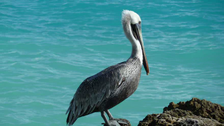 A pelican perched on a rock by turquoise water, captured in vivid detail for a 4K Ultra HD PC desktop wallpaper.