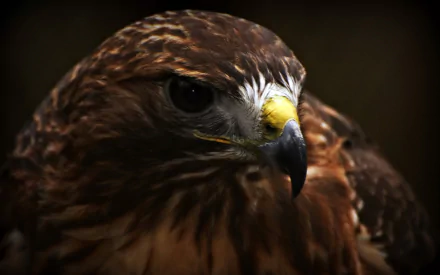 Animal eagle HD Desktop Wallpaper | Background Image