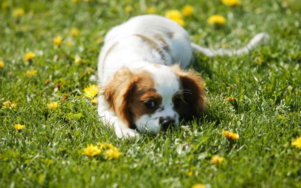 spaniel Animal puppy HD Desktop Wallpaper | Background Image