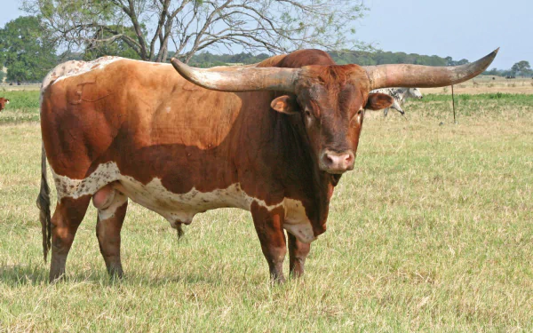 cattle Animal longhorn cattle HD Desktop Wallpaper | Background Image