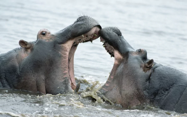 Two hippos with open mouths facing each other in water, captured in a detailed 4K Ultra HD PC desktop wallpaper and background.