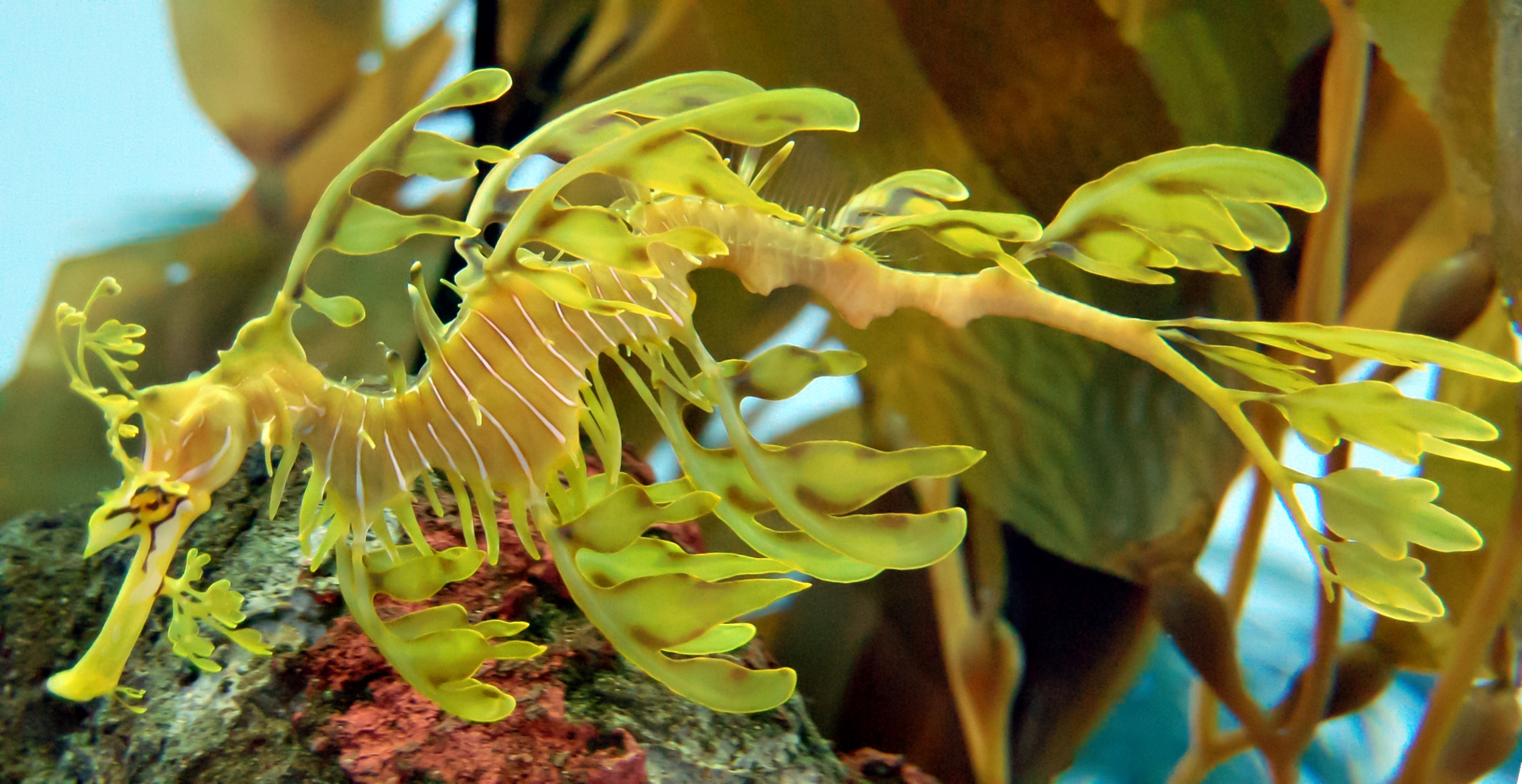 Animal Leafy Seadragon HD Wallpaper | Background Image