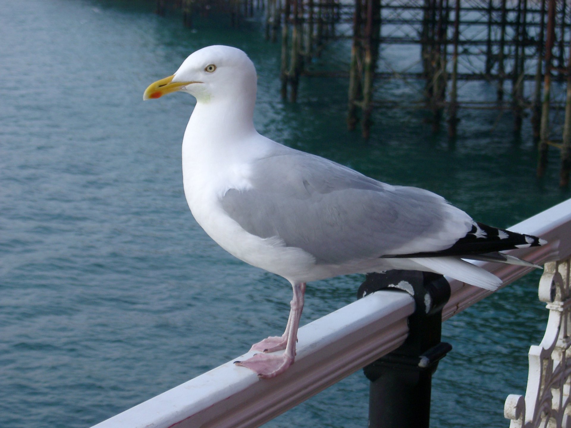 A seagull bird perched on a railing by the water, captured in sharp detail as an HD PC desktop wallpaper and background.