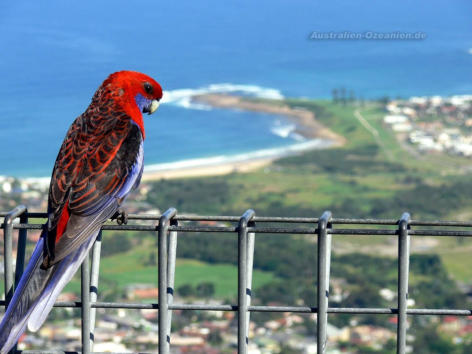 HD desktop wallpaper of a vibrant rosella bird perched on a fence overlooking a coastal landscape with the ocean and distant shoreline in the background.