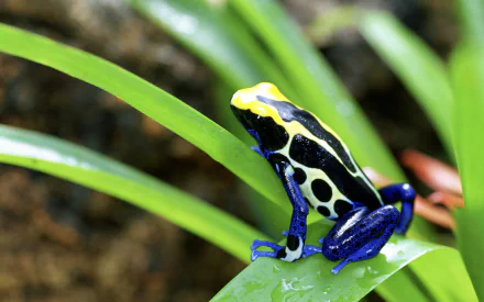 HD desktop wallpaper featuring a vibrant poison dart frog with yellow, black, and blue markings perched on a green leaf in a natural setting.
