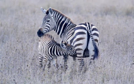Animal zebra HD Desktop Wallpaper | Background Image