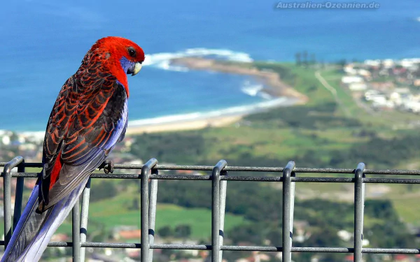 HD desktop wallpaper of a vibrant rosella bird perched on a fence overlooking a coastal landscape with the ocean and distant shoreline in the background.