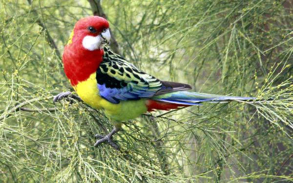 A vibrant rosella perched among green foliage, showcasing its striking red, yellow, and blue feathers. This HD image captures the beauty of this colorful bird.