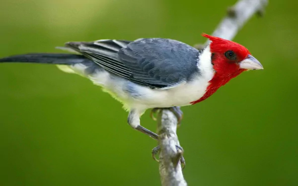 HD PC desktop wallpaper featuring a vibrant red-crested cardinal perched on a branch against a blurred green background.