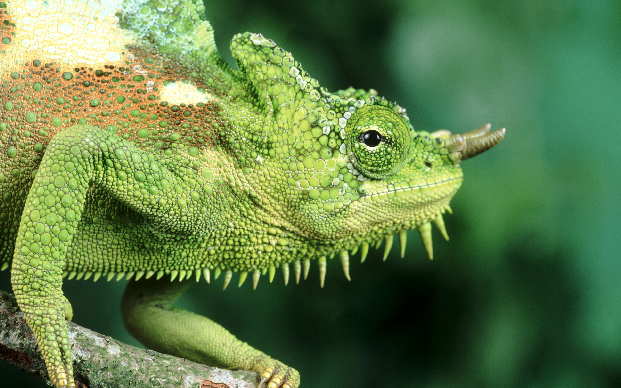 Download Animal Chameleon HD Wallpaper