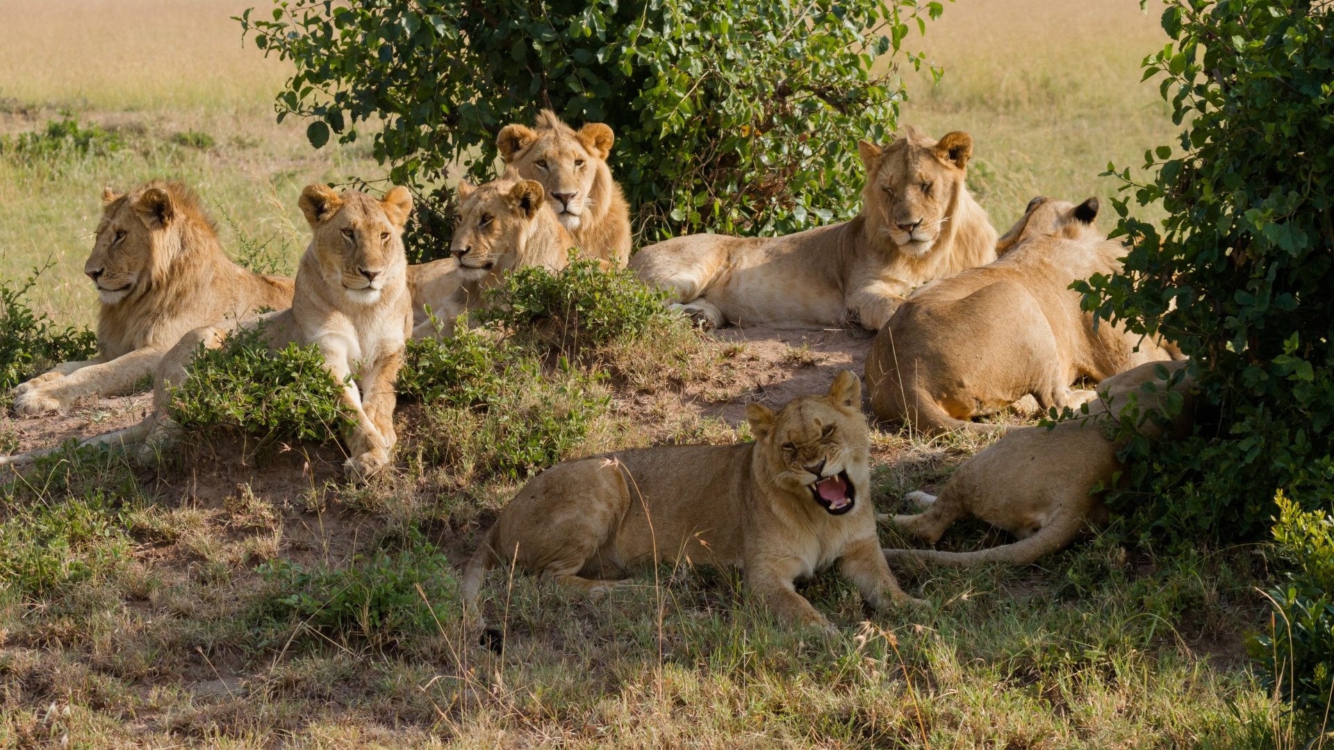 A high-definition desktop wallpaper featuring a pride of lions resting among bushes in a grassy field.
