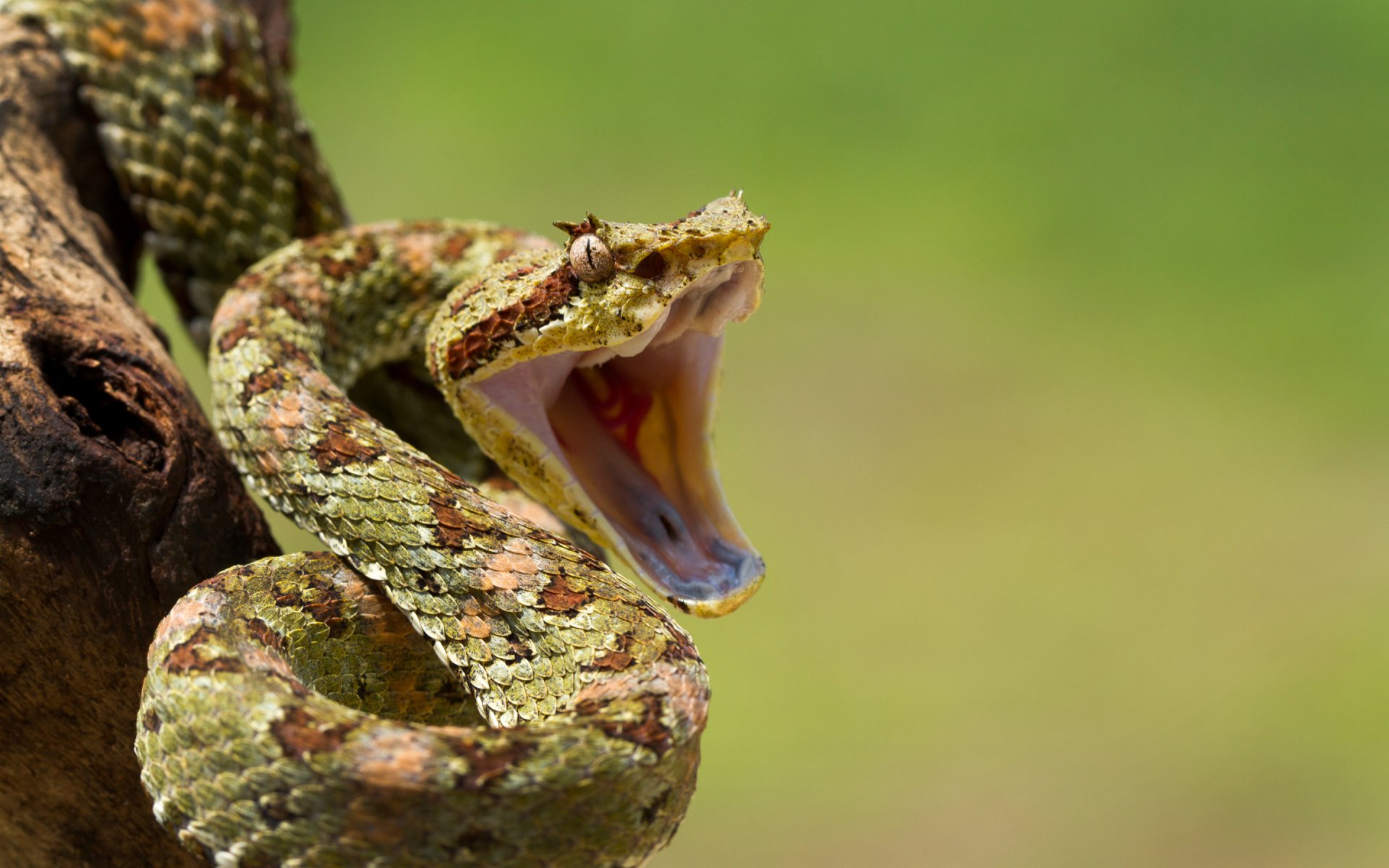Close-up HD desktop wallpaper of an eyelash viper with mouth open, showcasing detailed scales and vibrant colors against a blurred green background.