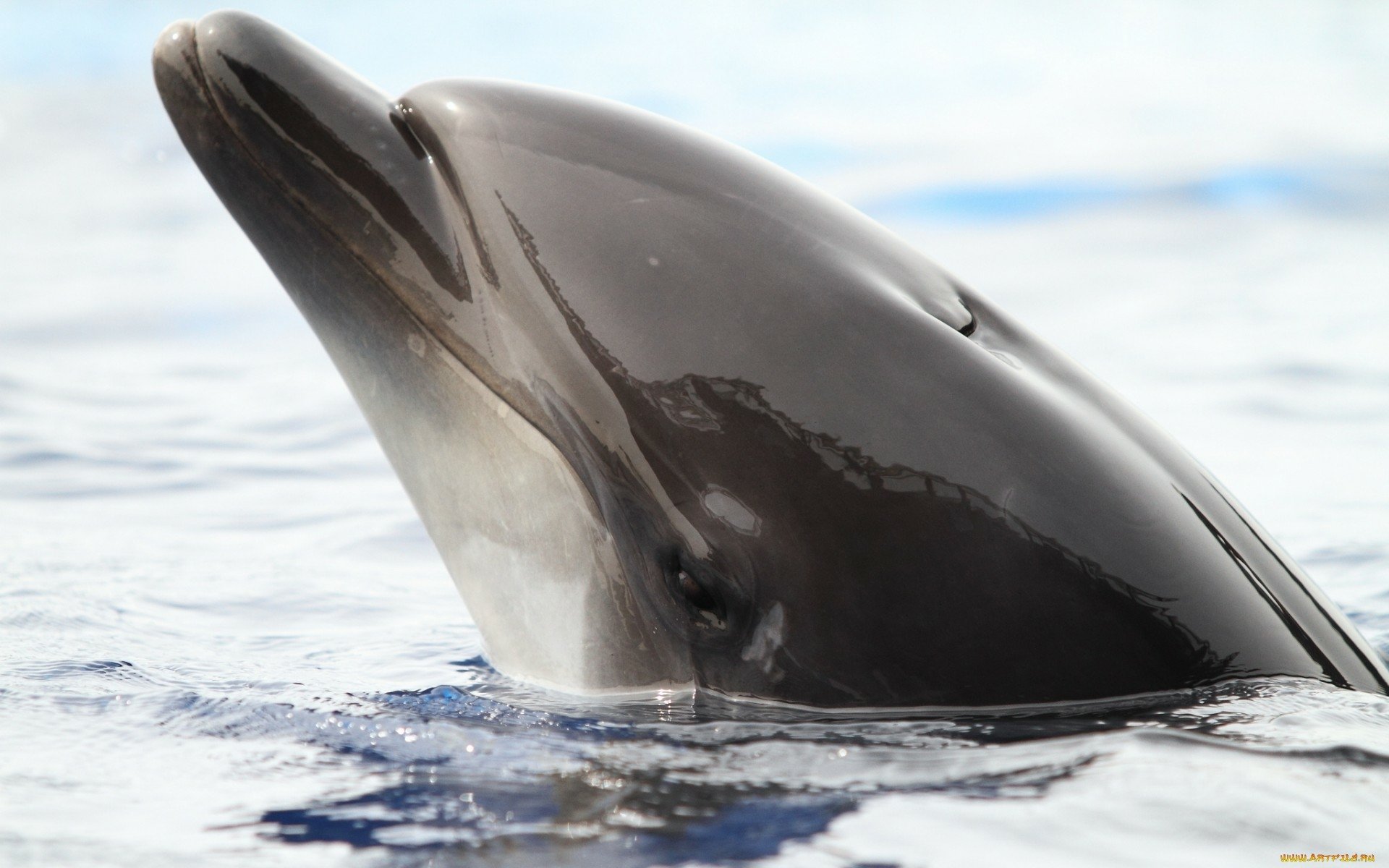 Graceful Dolphin HD Wallpaper – Majestic Ocean Animal