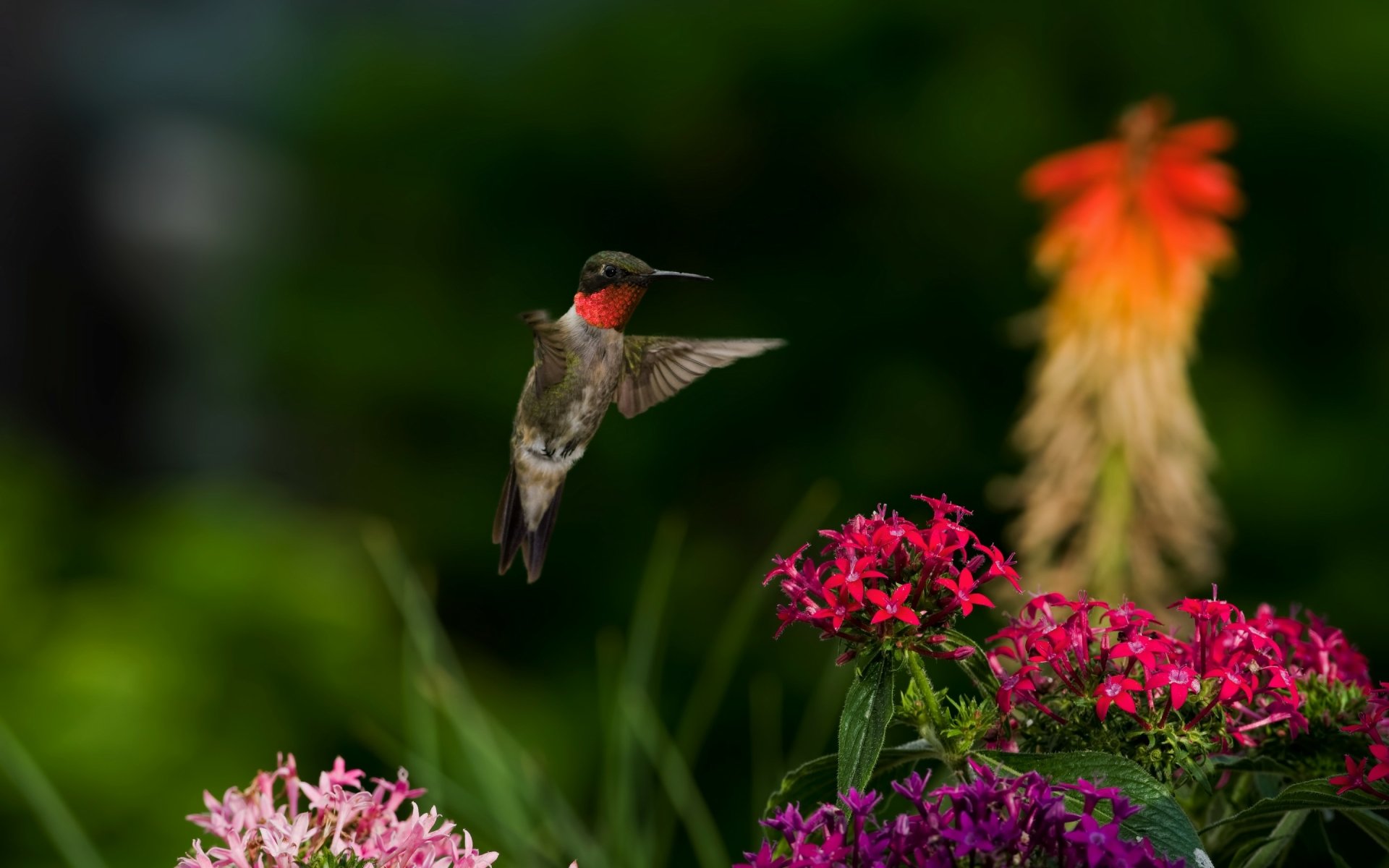 Hummingbird Full HD Wallpaper and Background Image | 2880x1800 | ID:458834