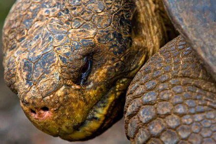 Animal tortoise HD Desktop Wallpaper | Background Image