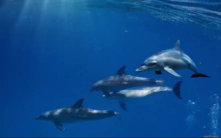 Animal dolphin HD Desktop Wallpaper | Background Image