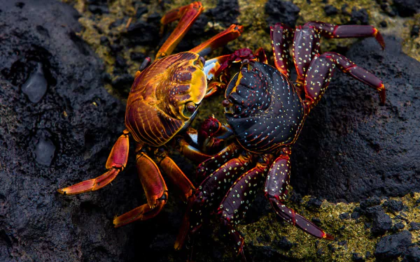 Animal crab HD Desktop Wallpaper | Background Image