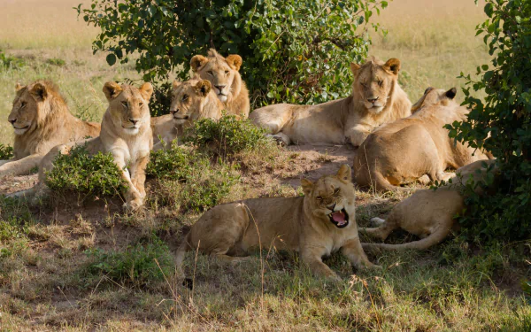 A high-definition desktop wallpaper featuring a pride of lions resting among bushes in a grassy field.
