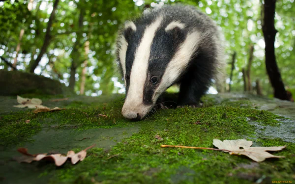 HD desktop wallpaper of a badger walking on moss-covered ground in a lush, green forest setting.