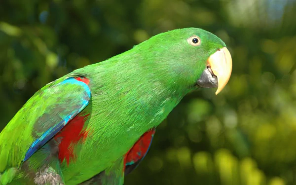 Animal parrot HD Desktop Wallpaper | Background Image