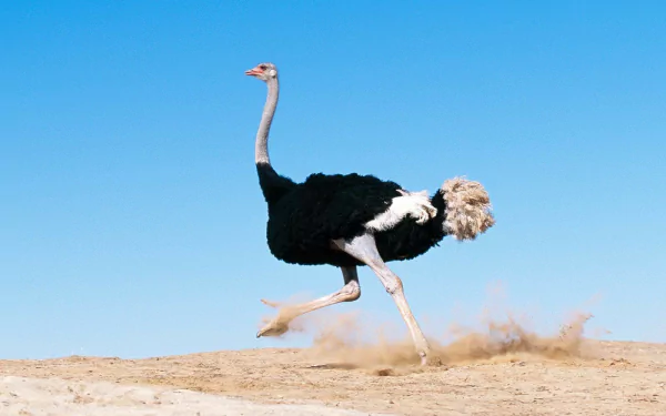 A vibrant HD desktop wallpaper featuring an ostrich running gracefully across a sandy landscape under a clear blue sky, capturing the essence of wildlife in motion.