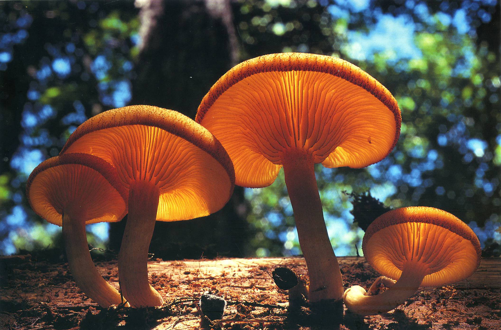 Mushroom Wallpaper and Background Image | 1600x1054